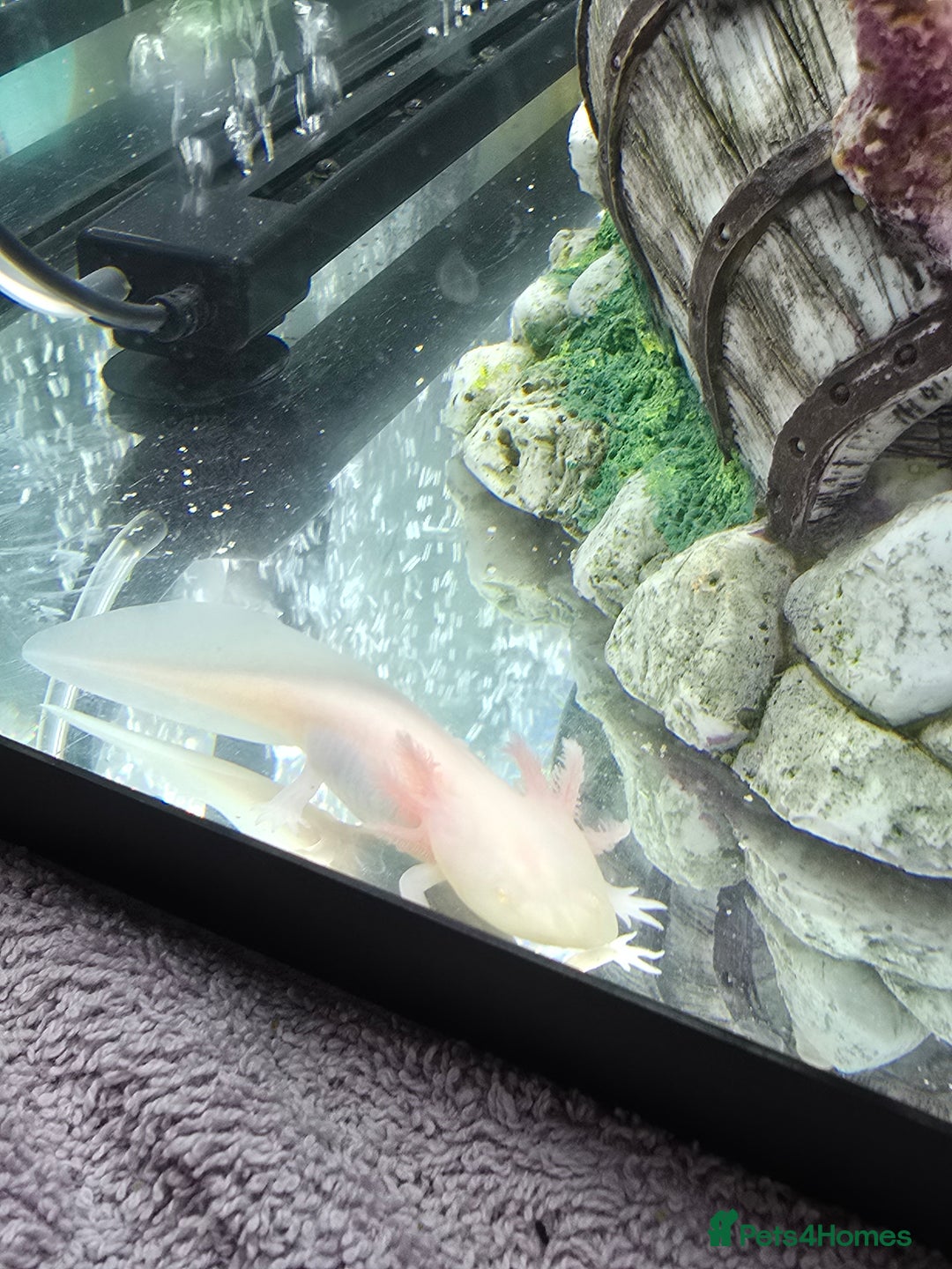 Other/Mixed Breed fish for sale: Axolotl and tank  - Image 2