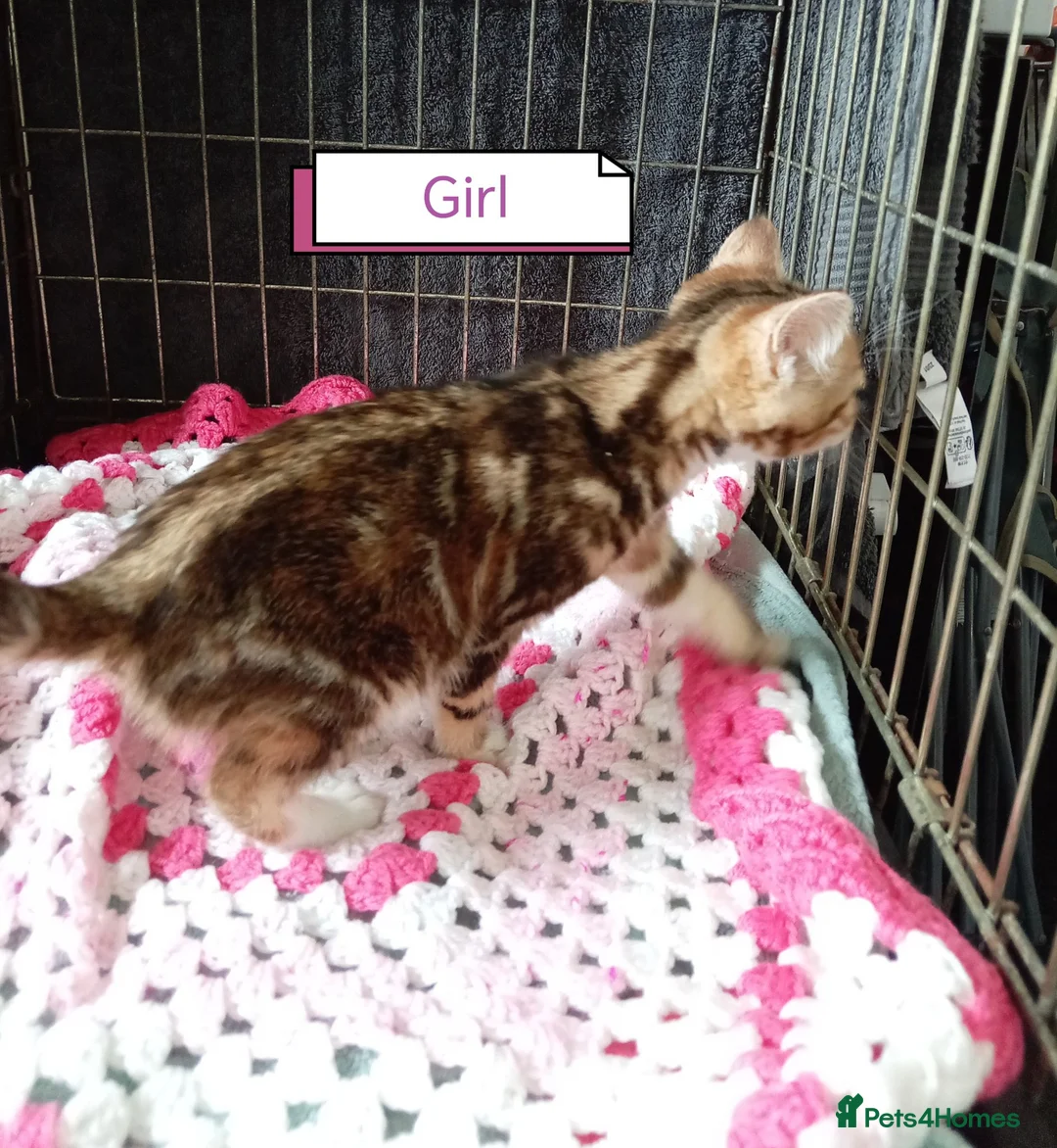 Bengal cats for sale: Bengal Cross kittens  - Advert 31