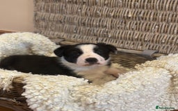 Border Collie dogs for sale: 🌿 Calm, child-friendly pups — beautiful nature - Image 5