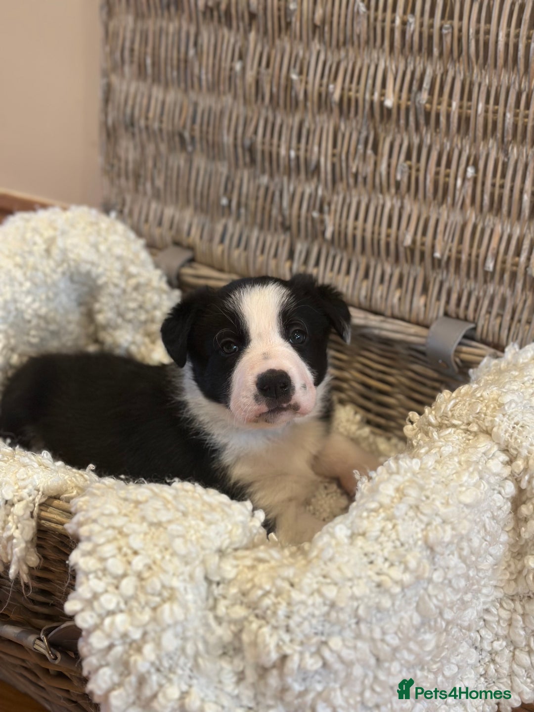 Border Collie dogs for sale: 🌿 Calm, child-friendly pups — beautiful nature - Image 5