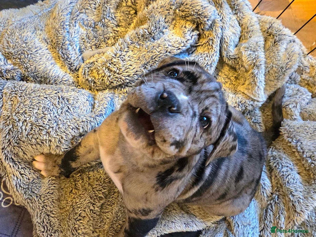 Cane Corso dogs for sale: Merle and brindle cane corso - Advert 11