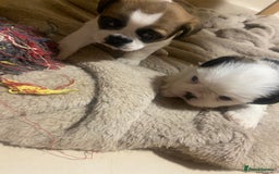 Mixed Breed dogs for sale: Female Border Terrier X ShitZu  - Image 2