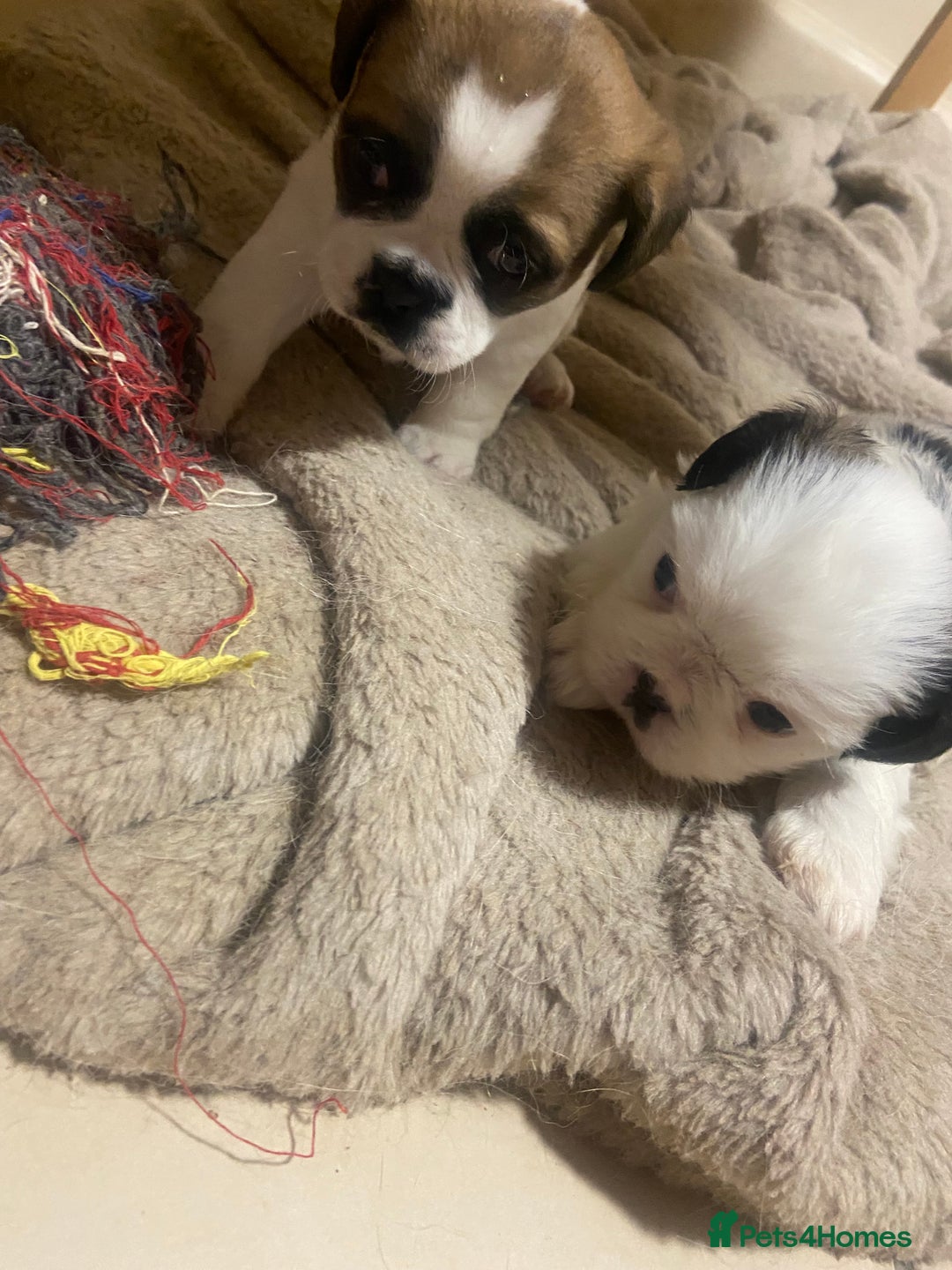 Mixed Breed dogs for sale: Female Border Terrier X ShitZu  - Image 2