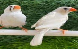 Finches birds for sale: Finch and Canaries - Image 5