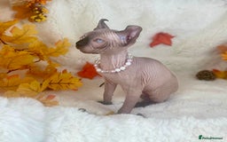 Sphynx cats for sale: 7 adorable Sphynx  looking for their forever home - Image 15