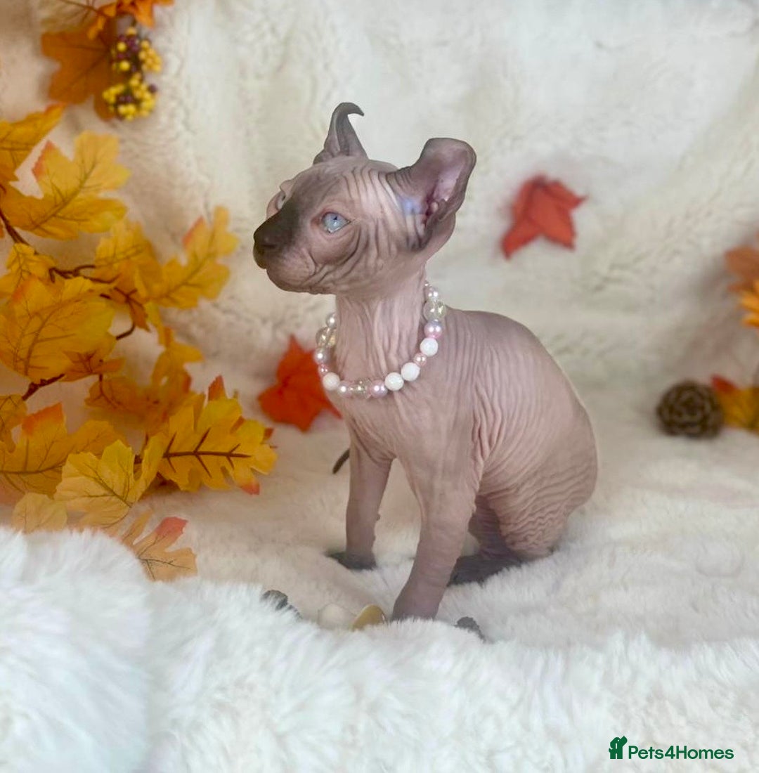 Sphynx cats for sale: 7 adorable Sphynx  looking for their forever home - Image 15