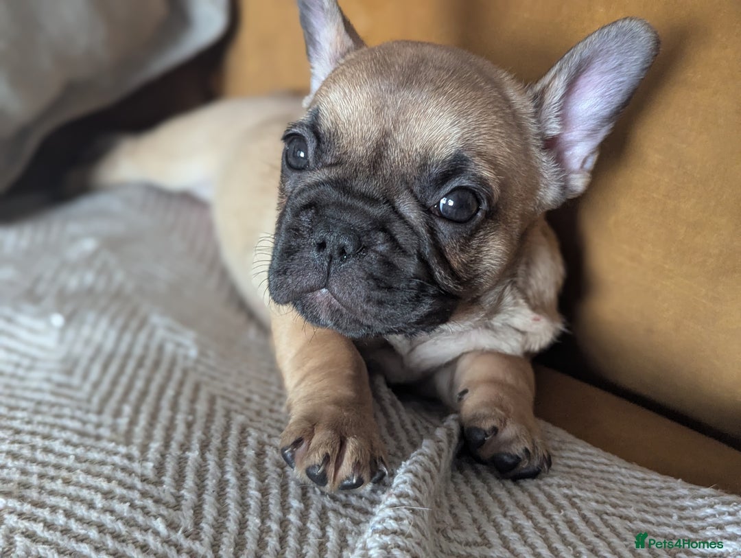 French Bulldog dogs for sale: REDUCED Adorable French Bulldog Puppies  - Image 15