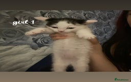 Mixed Breed cats for sale: beautiful kittens for sale(deposit required) - Image 13