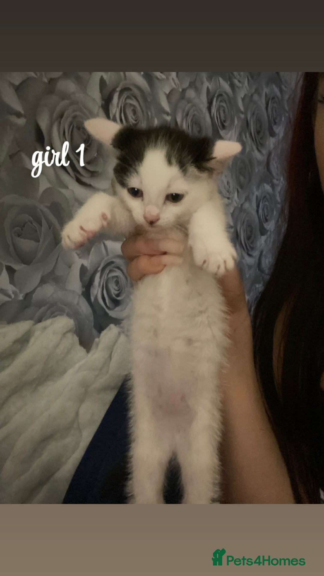 Mixed Breed cats for sale: beautiful kittens for sale(deposit required) - Image 13