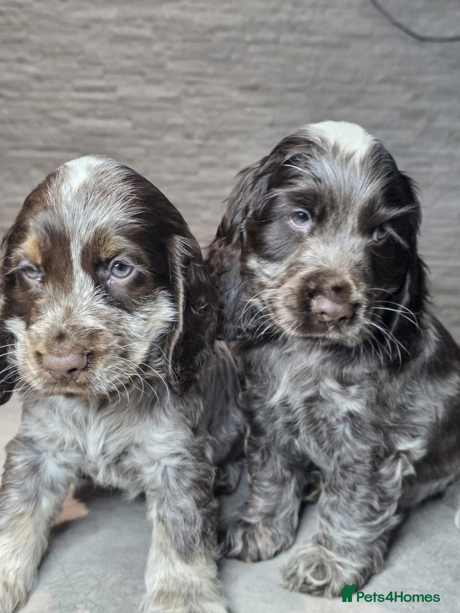 Cocker Spaniel dogs Show Type Cocker Spaniels Ready to leave now - Advert 11