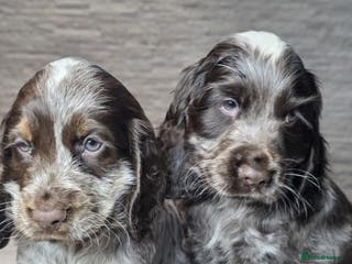 Cocker Spaniel dogs Show Type Cocker Spaniels Ready to leave now - Advert 11