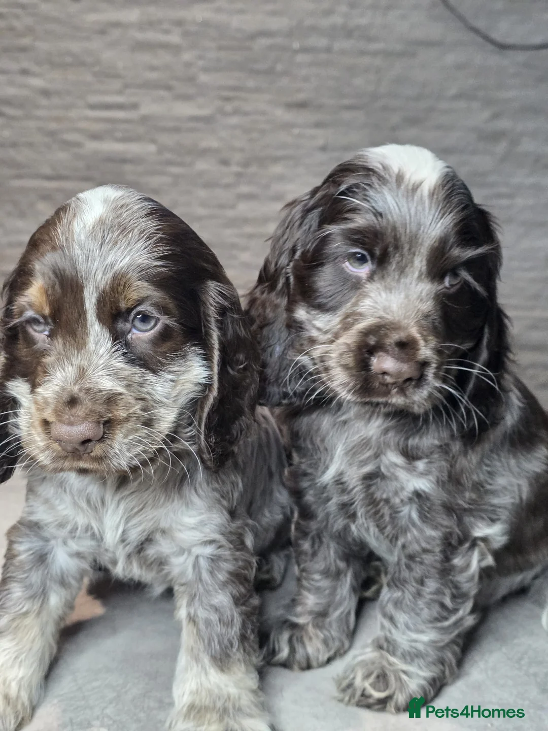 Cocker Spaniel dogs for sale: Show Type Cocker Spaniels Ready to leave now - Advert 1