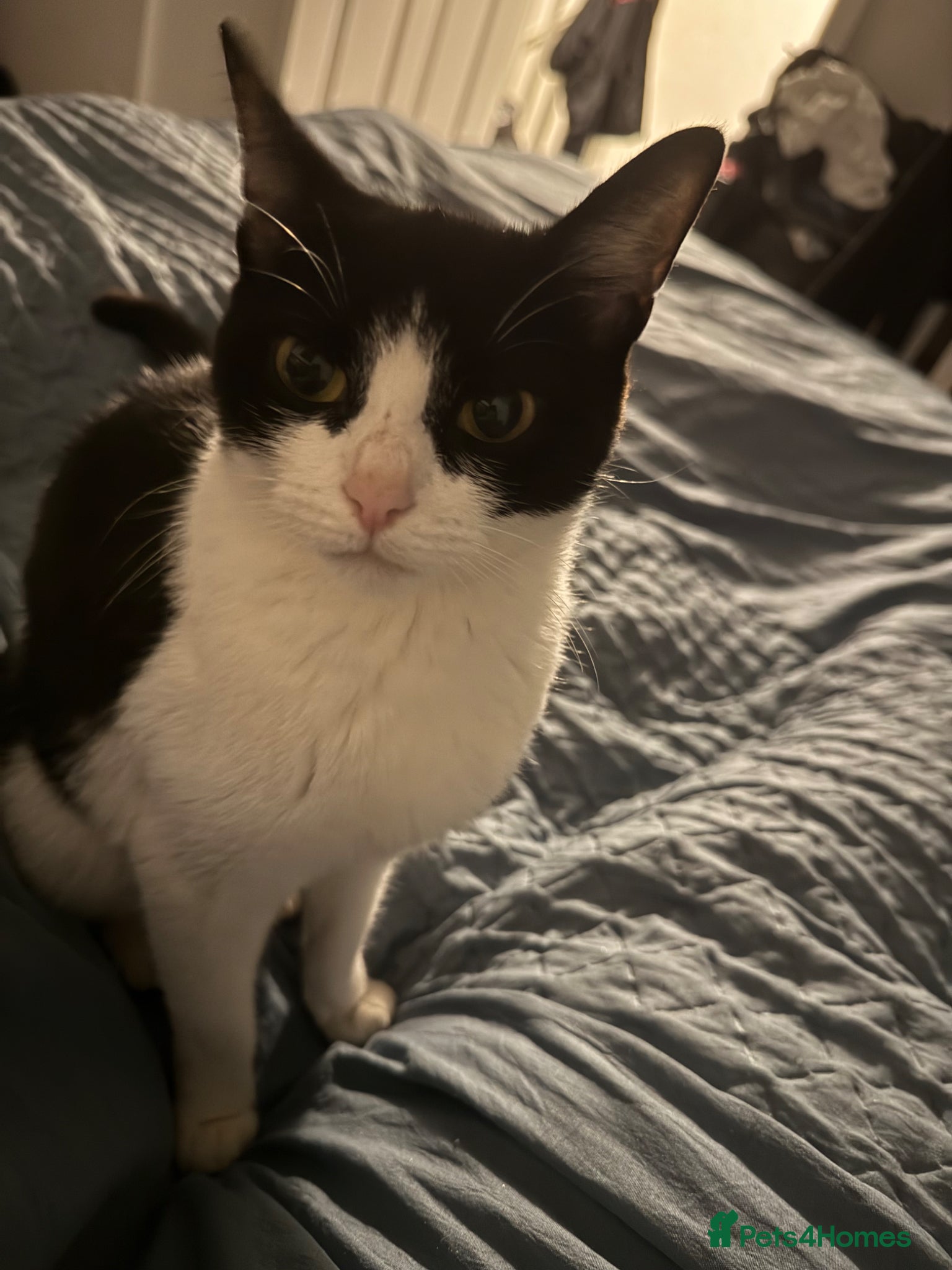 Mixed Breed cats Beautiful kittens  - Advert 4