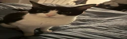 Mixed Breed cats for sale: Beautiful kittens  - Advert 1