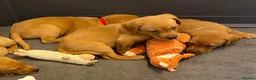 Labrador Retriever dogs for sale: EXCEPTIONALLY WELL BRED FOX RED LABRADOR PUPPIES  - Advert 13