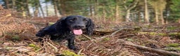 Cocker Spaniel dogs for stud: Ammerdown Galahad - Health Tested Stud in Frome - Advert 10