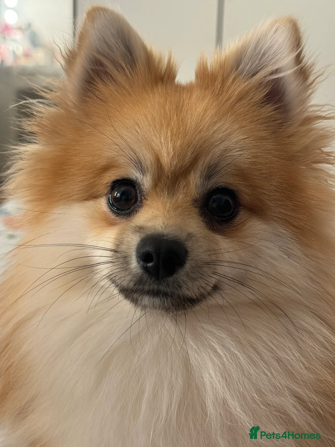 Pomeranian dogs for sale: Simba  - Advert 4
