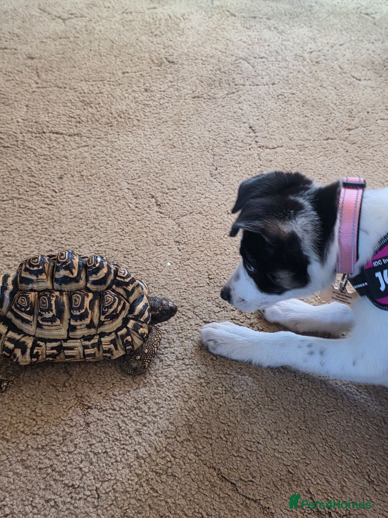 Tortoise reptiles Leopard tortoise  - Advert 3