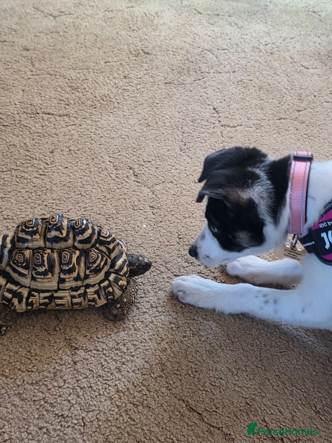 Tortoise reptiles for sale: Leopard tortoise  - Advert 1