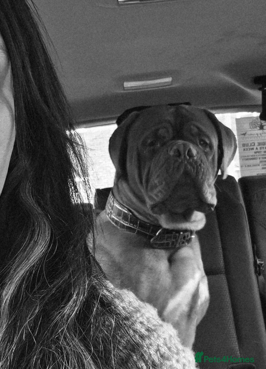 Dogue De Bordeaux dogs for sale: 3 year old female dogue de bordeaux  - Advert 7