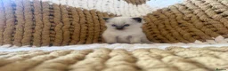 Ragdoll cats for sale: Blue and seal point ragdolls ❤️ - Advert 12