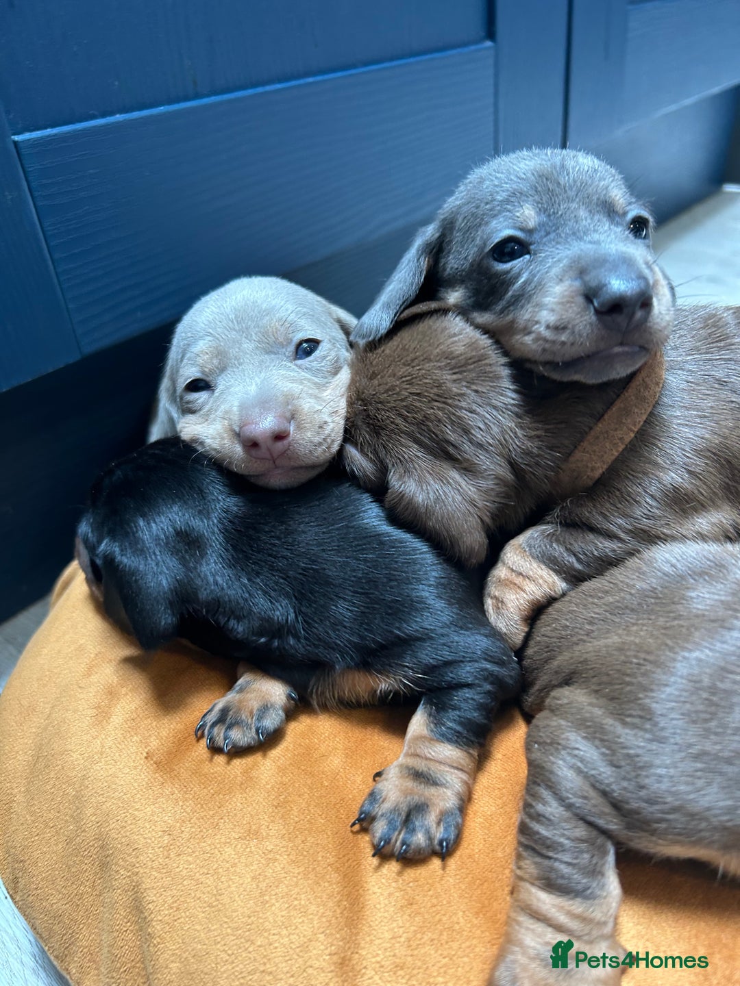 Dachshund dogs for sale: 5 stunning Dachshund puppies - Image 28