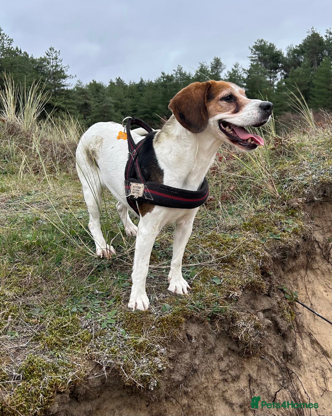 Beagle dogs for sale: Piper  - Advert 2