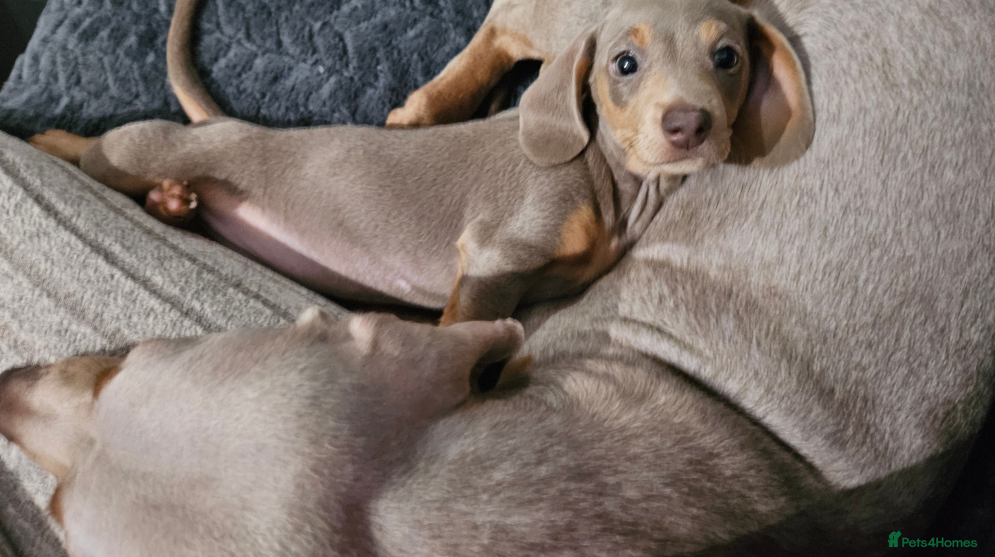 Miniature Dachshund dogs Our beautiful babies  - Advert 5