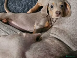 Miniature Dachshund dogs Our beautiful babies - Advert 5
