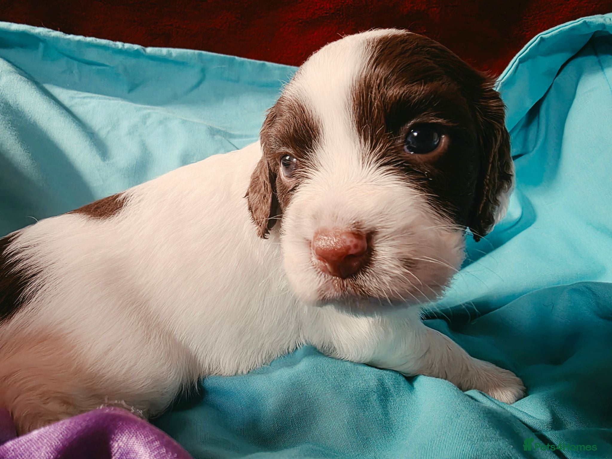 English Springer Spaniel dogs ⭐️ KC Home Reared Tested Springer Pups ⭐️ - Advert 2