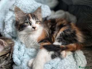 RagaMuffin cats Fluffy Girl - Advert 9