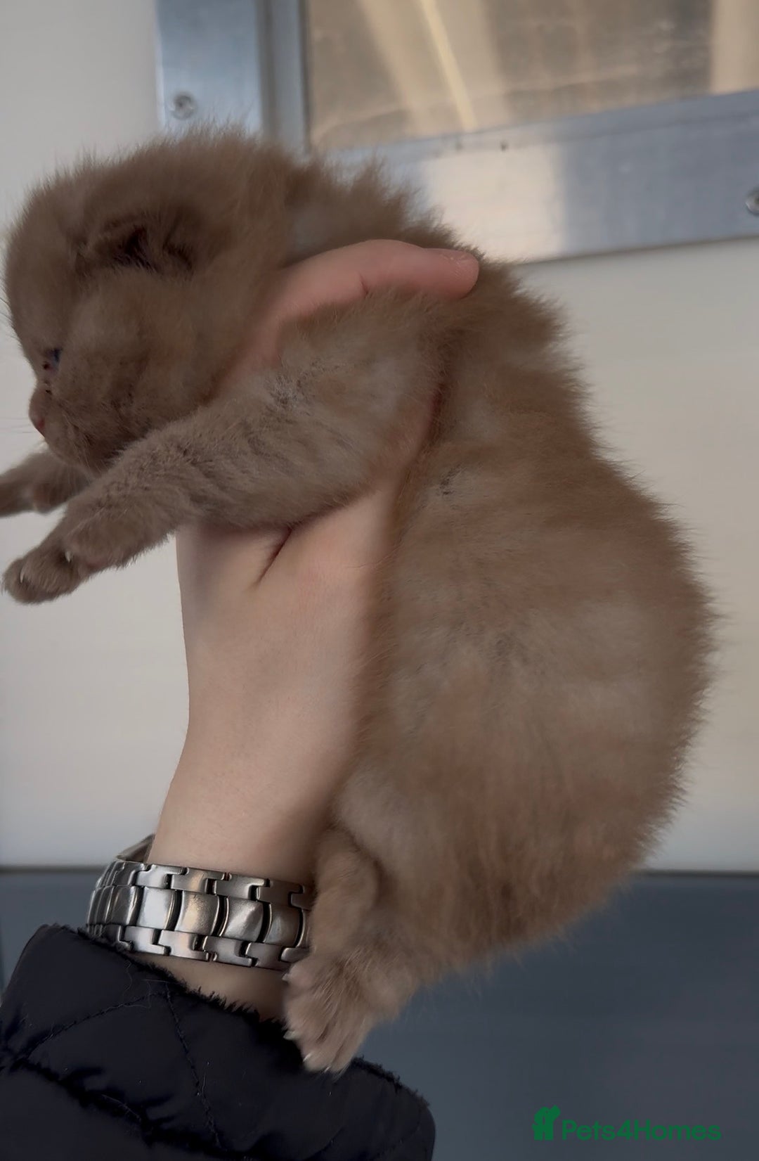 British Shorthair cats for sale: Beautiful chunky boys looking new home - Advert 13