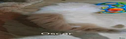 Siberian cats for sale: Pure Siberian from GCCF/TICA parents - Advert 6