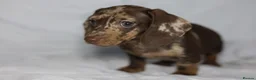 Miniature Dachshund dogs for sale: KC reg miniature dachshund only 1 boy left  - Advert 5