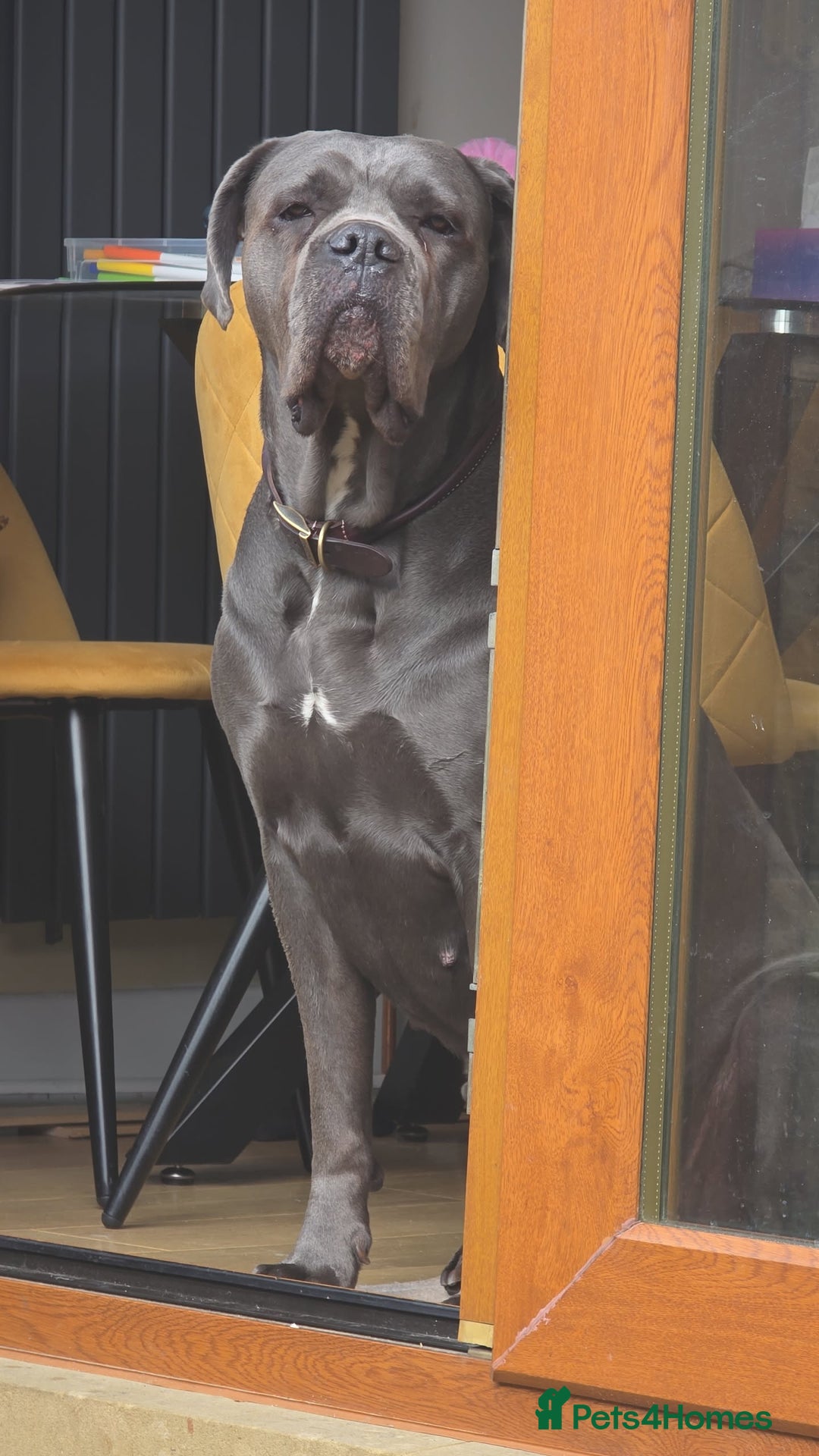 Cane Corso dogs for sale: last female cane corso pup left - Image 3