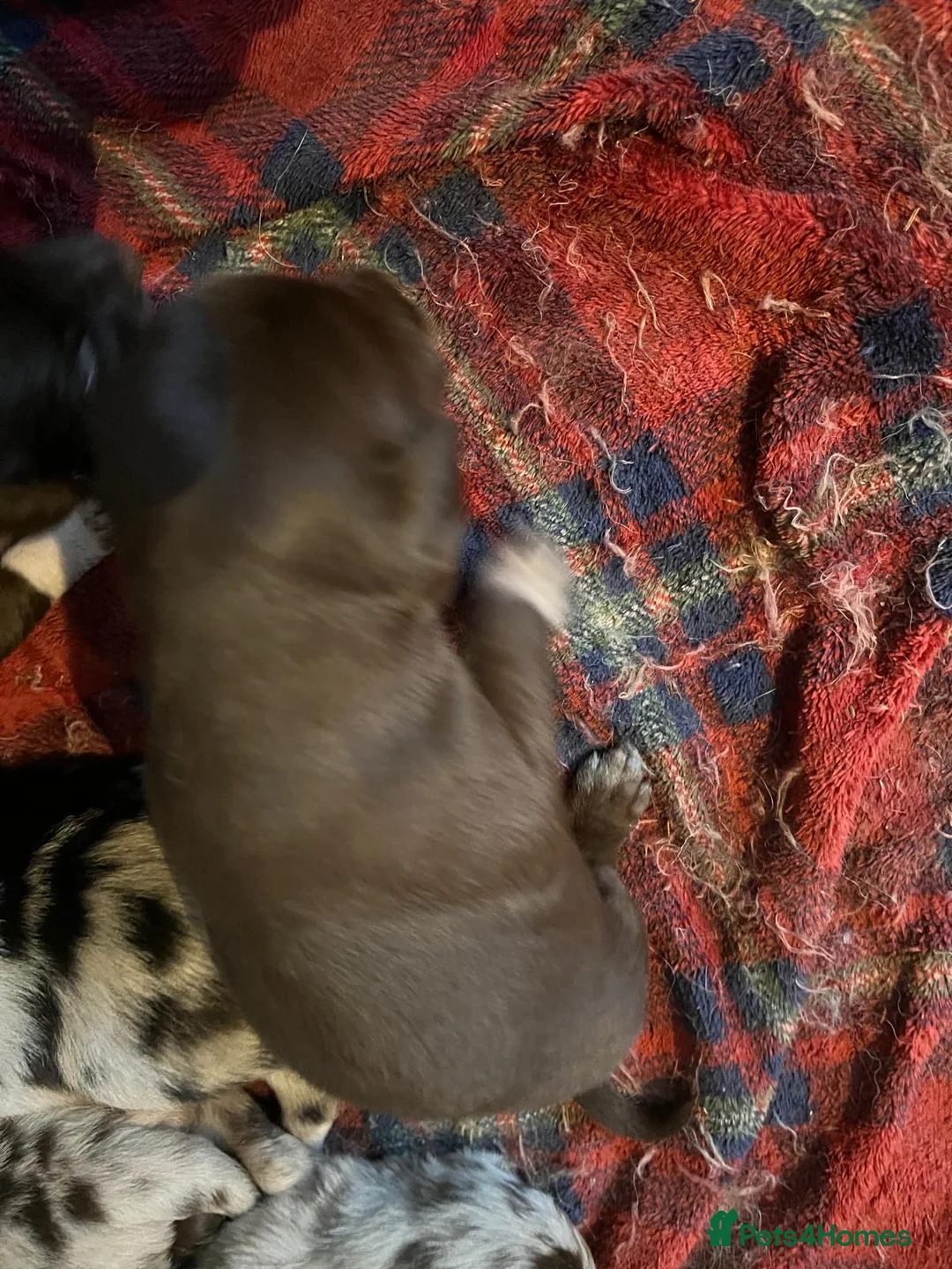 Border Collie dogs for sale: Red Merle - Advert 1