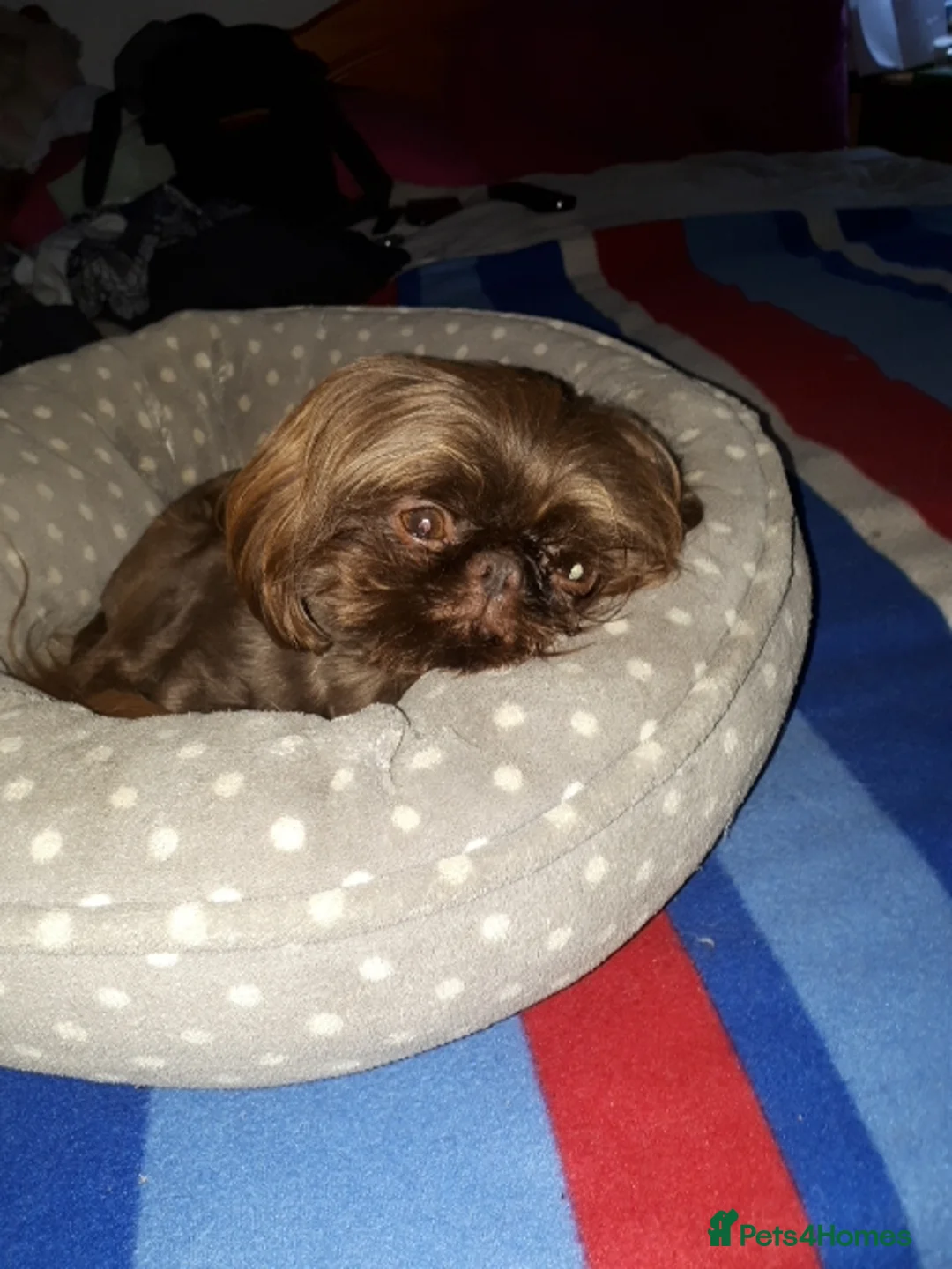 Shih Tzu dogs for stud: nonfading solid choc imp boy 2.2KG kc, in Crawley - Advert 4