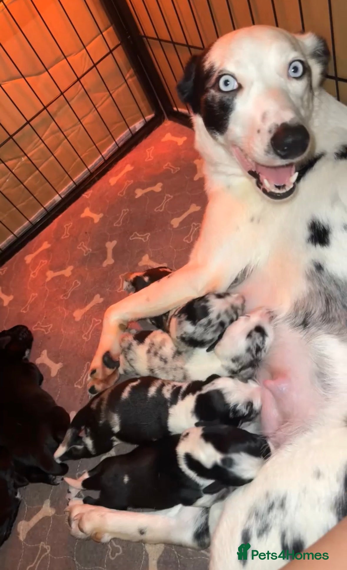 Mixed Breed dogs 4 Sprollies LEFT 🩶 - Advert 2