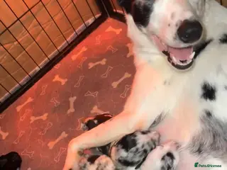 Mixed Breed dogs 4 Sprollies LEFT 🩶 - Advert 2