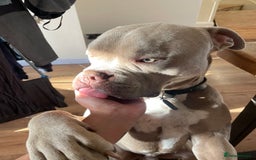 American Bull Staffy dogs for sale: Looking for a Loving Home for My Gentle Giant - Image 1