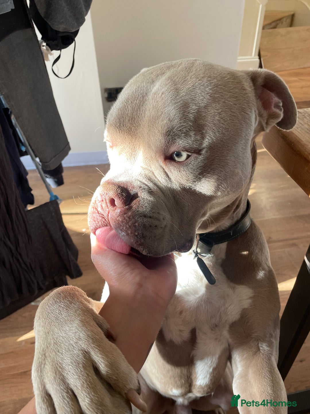 American Bull Staffy dogs for sale: Looking for a Loving Home for My Gentle Giant - Image 1