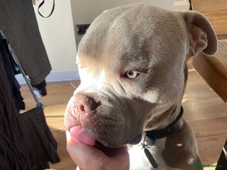 American Bull Staffy dogs - Advert 2