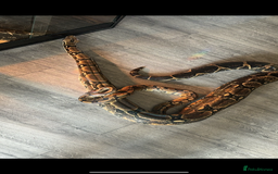 Boa Snake reptiles for sale: boa snake - Image 4