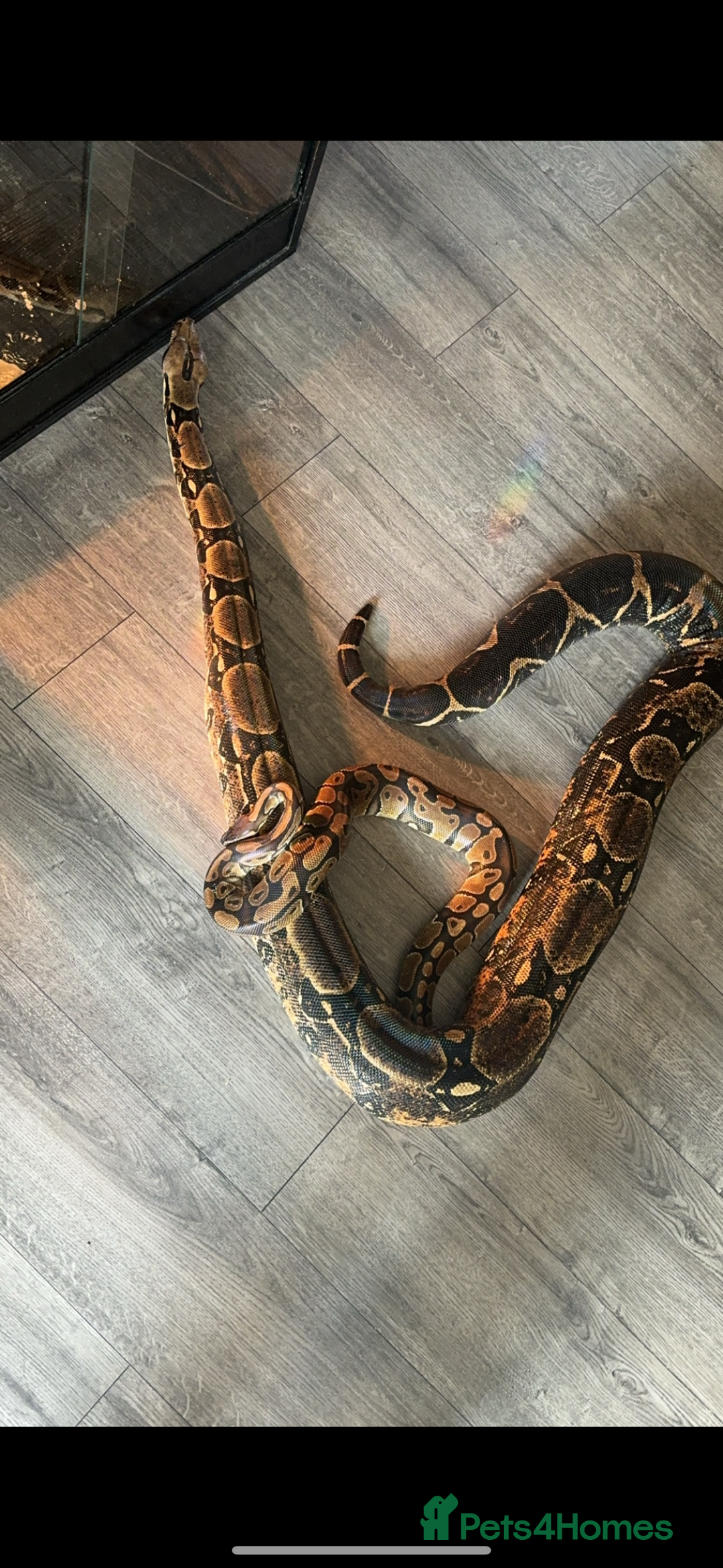 Boa Snake reptiles for sale: boa snake - Image 4