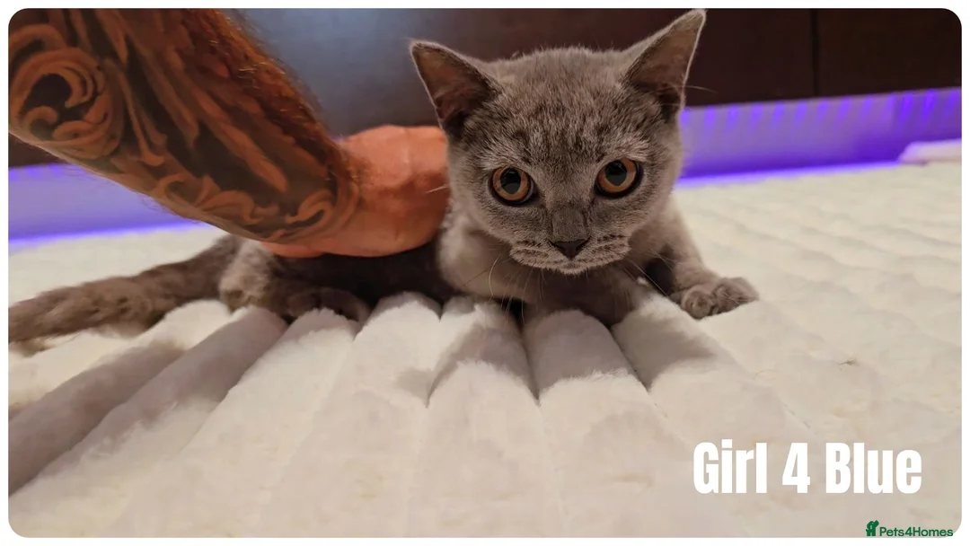 Scottish Fold cats for sale: 🐾 Beautiful Scottish Fold & British Shorthair - Advert 2