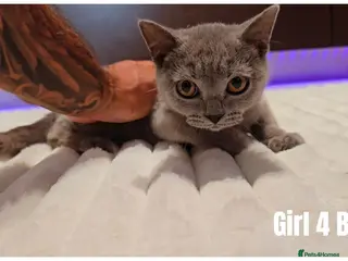 Scottish Fold cats 🐾 Beautiful Scottish Fold & British Shorthair - Advert 8