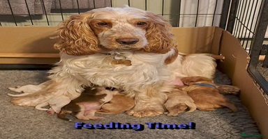 Cocker Spaniel dogs - Advert 7