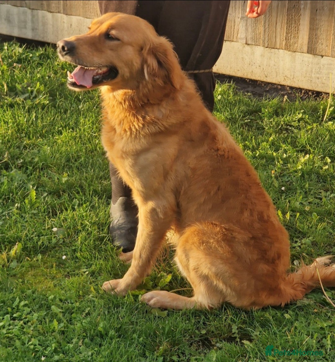 Golden Retriever dogs for sale: 🧡Beautiful Red Working golden retriever puppies🧡 - Image 5
