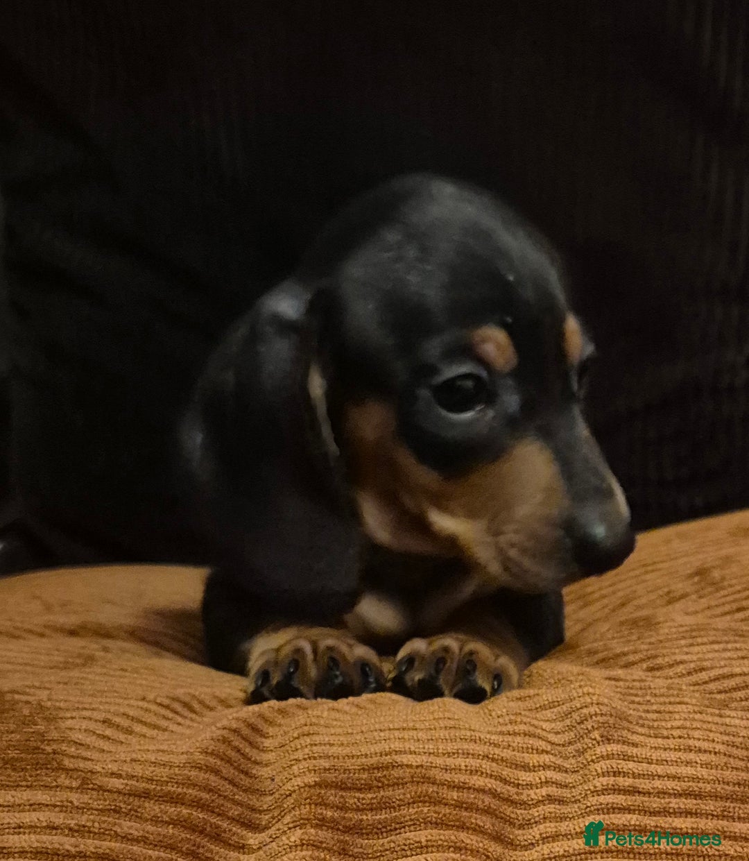 Dachshund dogs for sale: Miniature Dachshund puppies ready for forever home - Advert 7