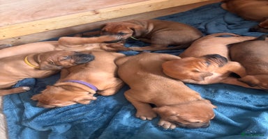 Mixed Breed dogs - Advert 10